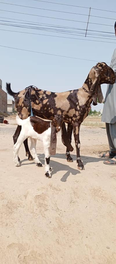 bethal bakri Shokeen hazraat rabta kare