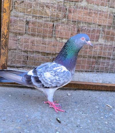 Breedar pair for sale