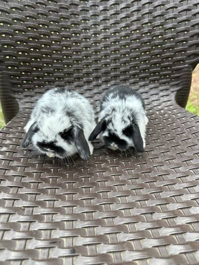 holland lop top breed bunys