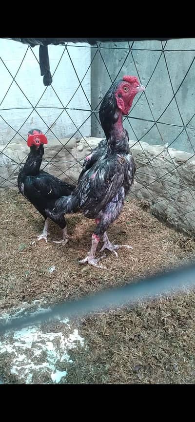 Ko shamo/black ko shamo/blue ko shamo/ko shamo chick/white ko shamo