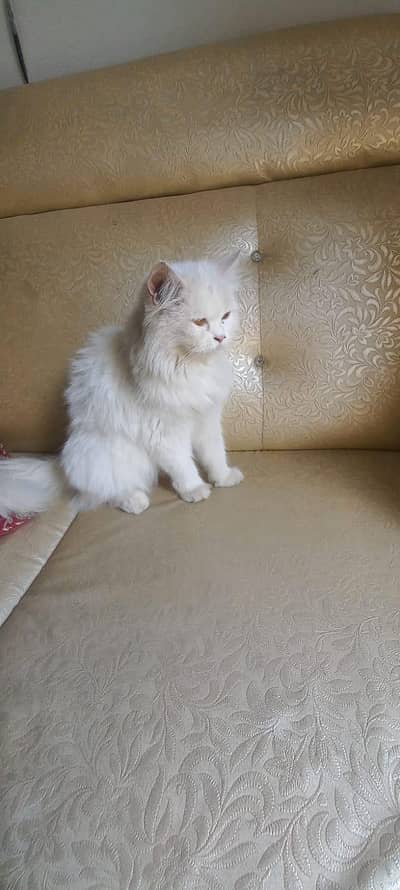 breeder female