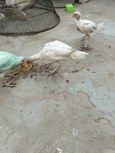 Heera paper white noknali
