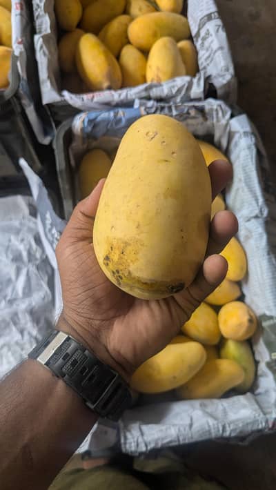  Fresh Sindhri, Anwar Ratol & Saroli Mangoes Available | Farm Fresh
