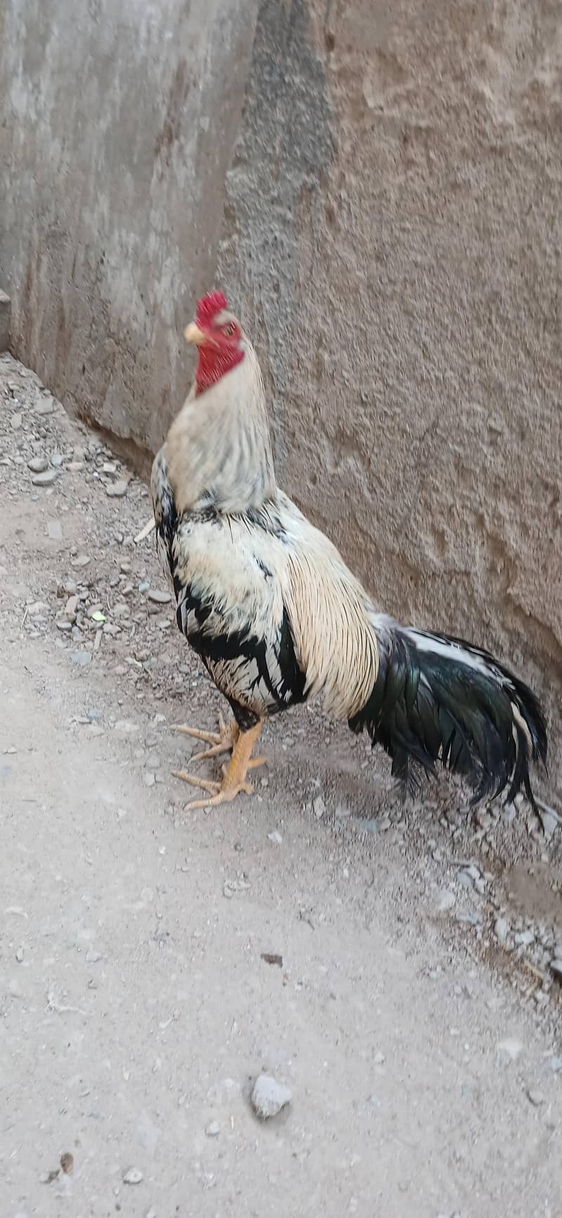 java murga h aseel 1
