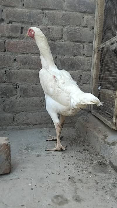 Paper white oh shamo female