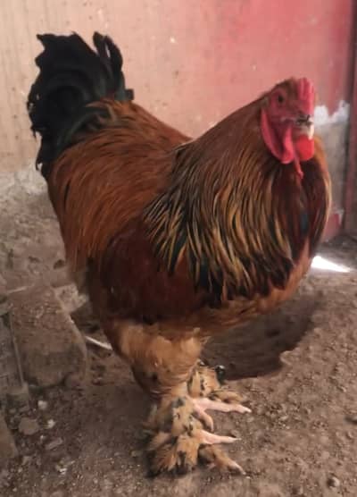 Buff columbian brahma