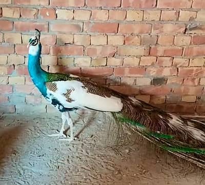 White Pied Peacock For Sale Urgent