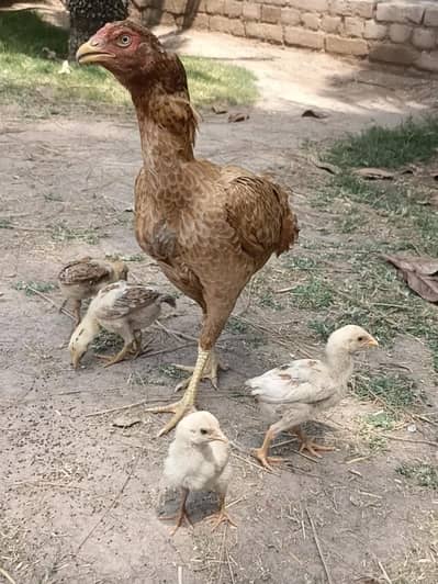 aseel chicks available