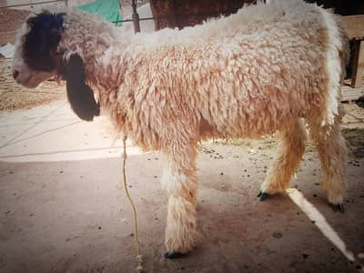 Sheep For sale