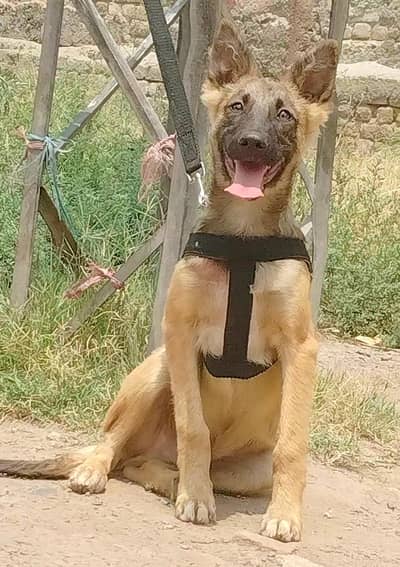 pure bhagyary male age 3 month for sale dequrty dogs