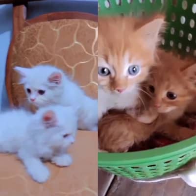 Male kittens available