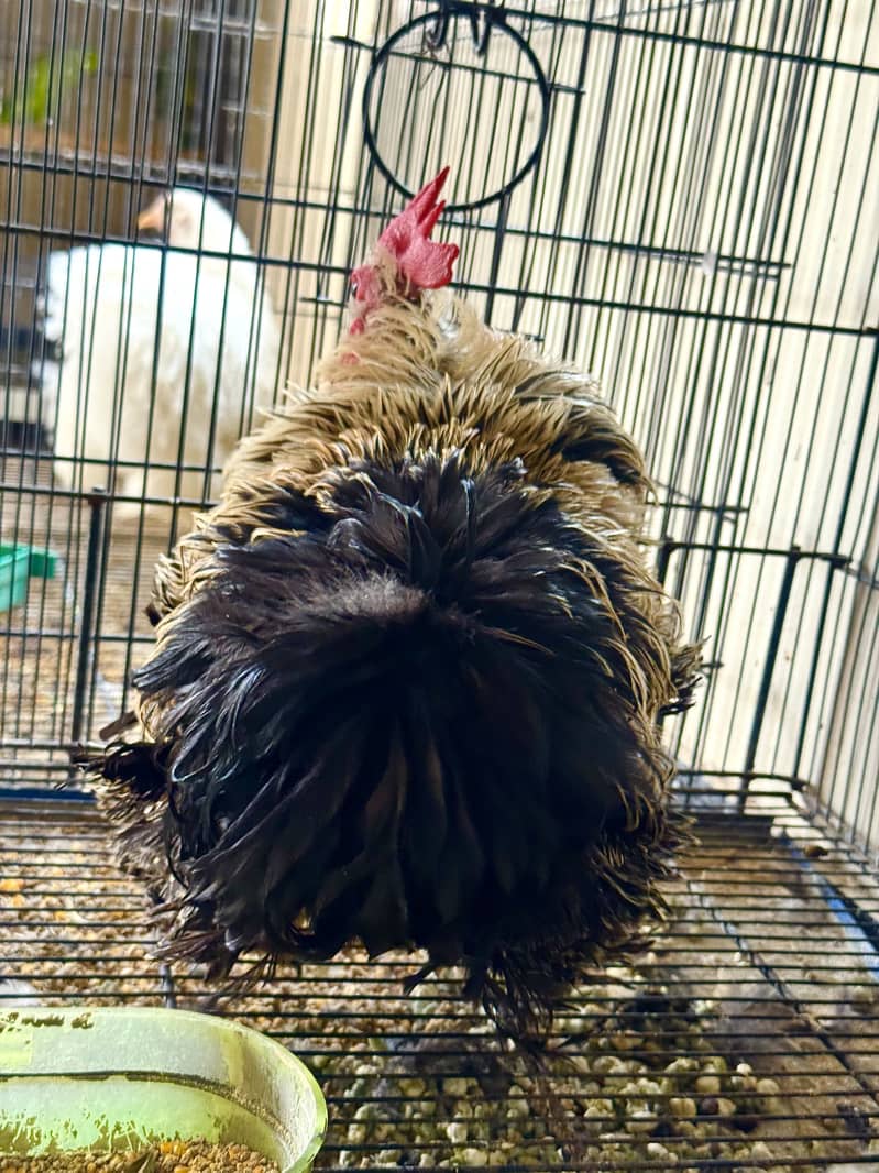 Bantam male(frizzle) 0