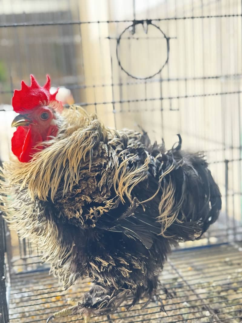 Bantam male(frizzle) 1