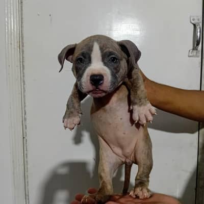 American Pitbull