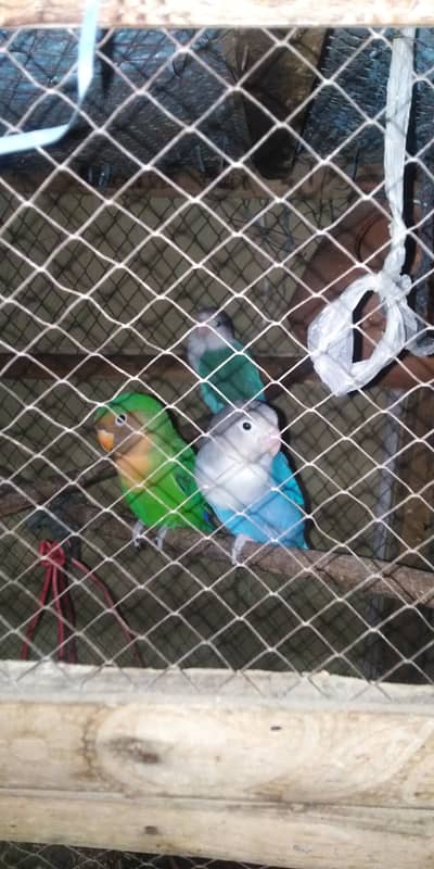 Love Birds Breeder Pair & 1 extra male for sale
