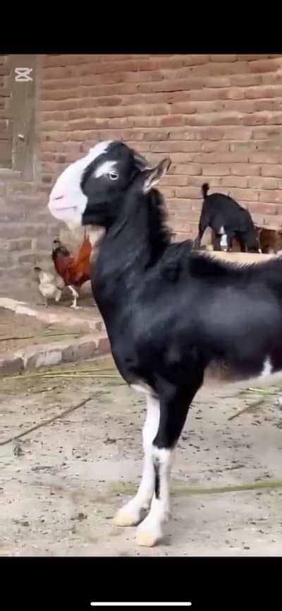 Ablak teda breeder