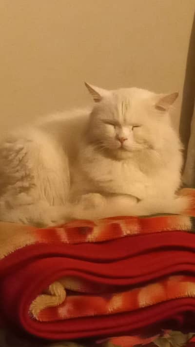 ots good cat