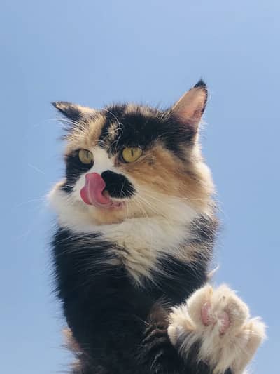 Calico female