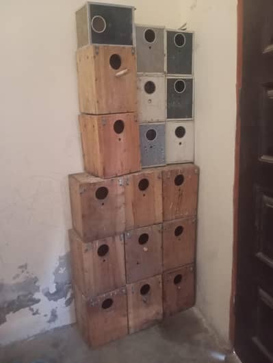 breeding box love bird