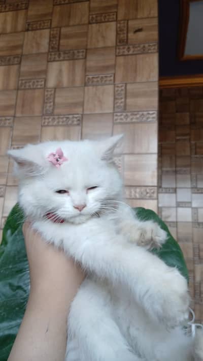 Persian white kittens