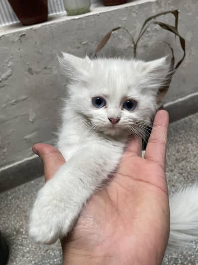 Cats for sale