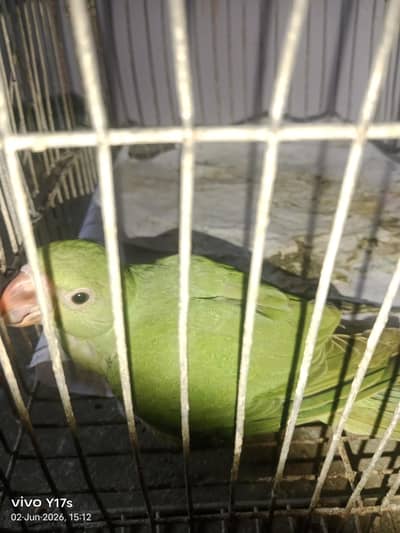 Green parrot sale in karachi