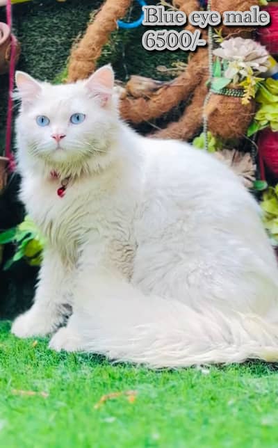 peremium quality cats and kittens (  12 13