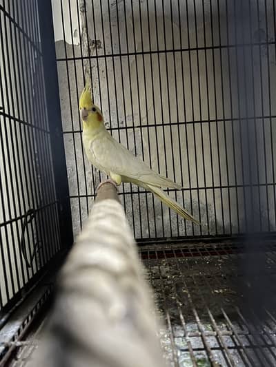 cocktail breeder pair