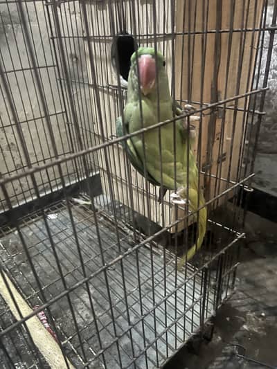 green row female and green ring male hand tame