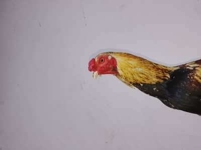 jawa rooster for sale