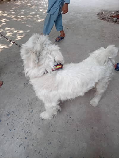 RUSSIAN DOG