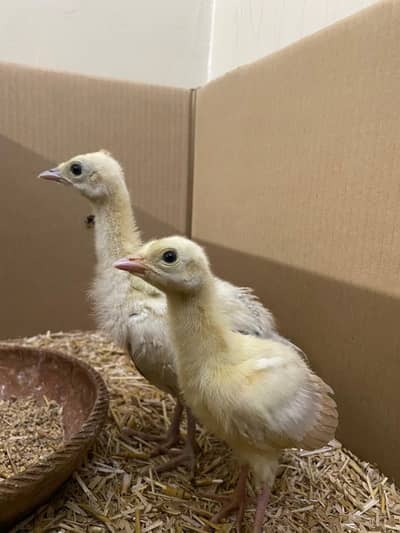Blackshoulder Peacock Chicks