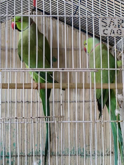 2 Male Parrots With Cage