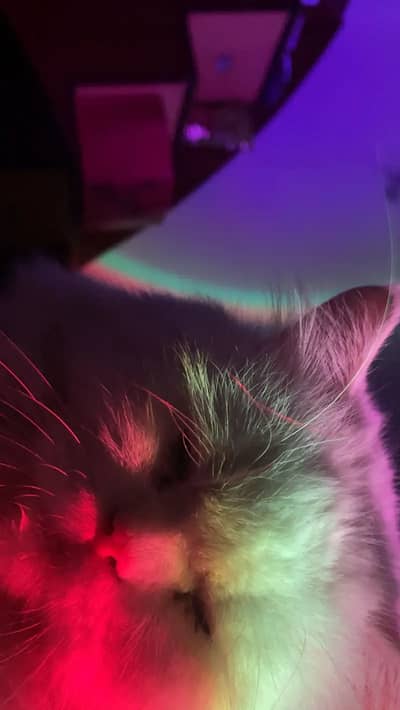 Persian female Cat For Sale