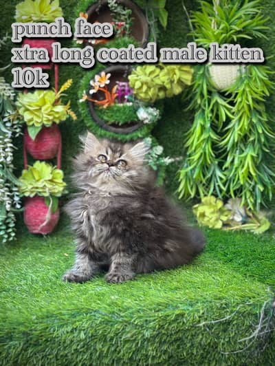 High quality cats and kittens available