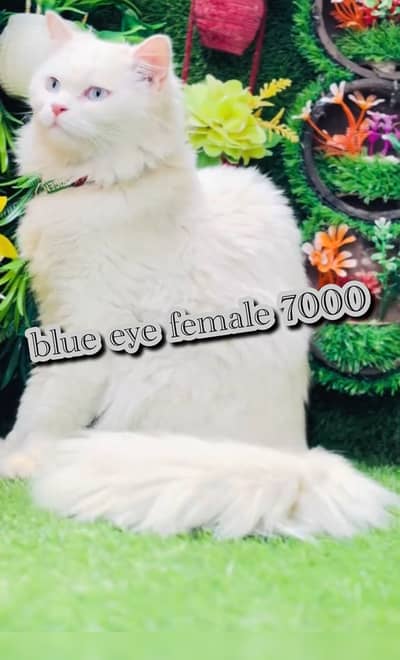 High quality cats and kittens available