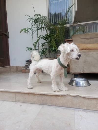 American poodle for sale