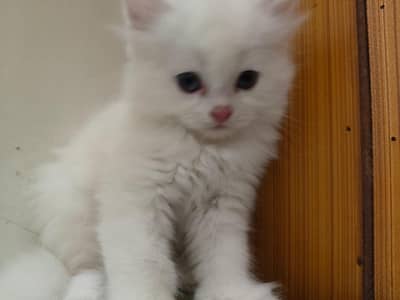 kitten for sale