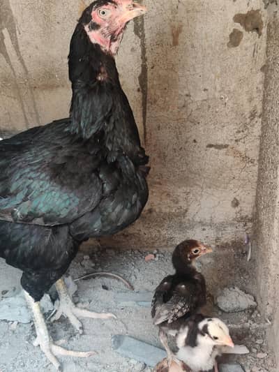 urgent sale lasani Madi with 3chicks
