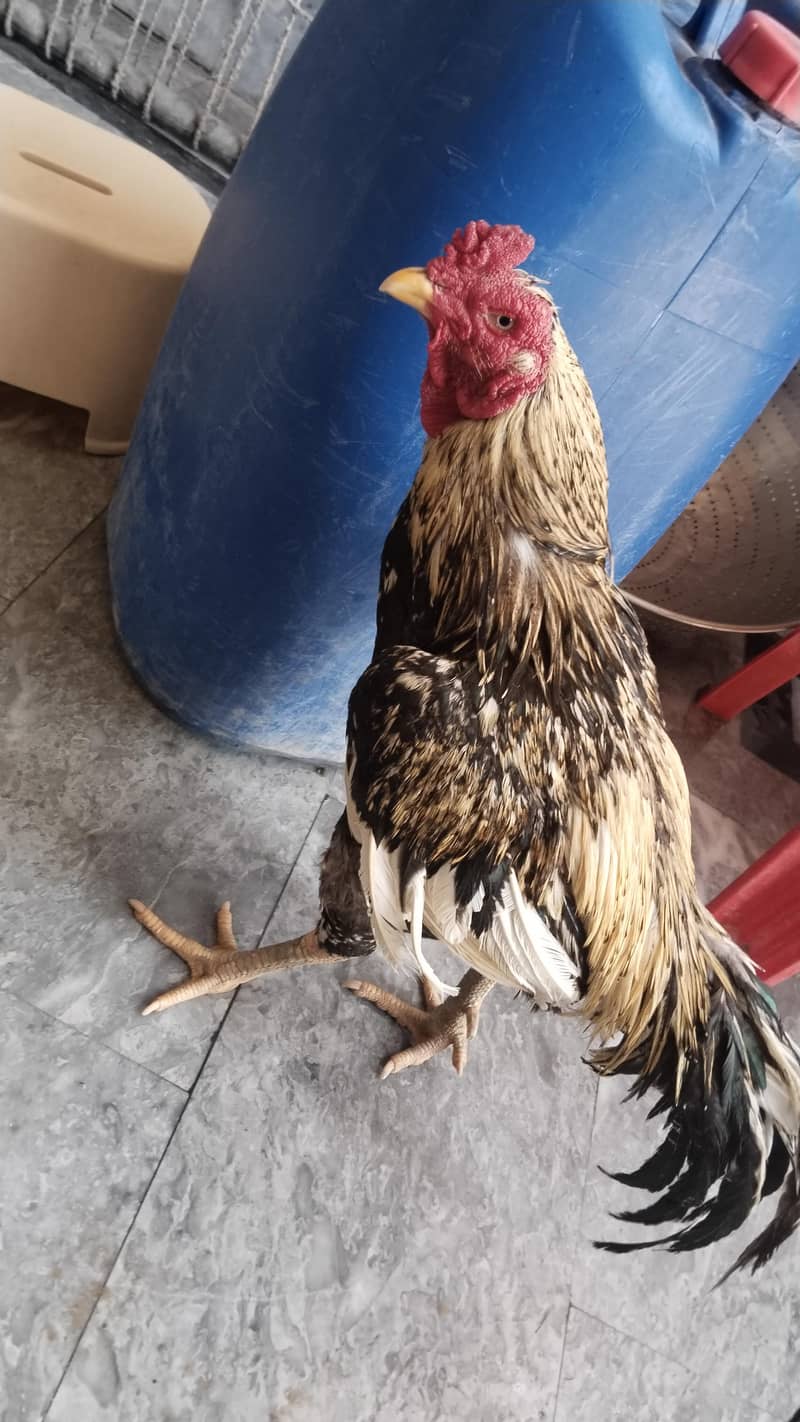 king  0