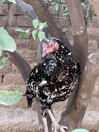 Pure Aseel hen  . Quality guaranteed in reasonable price