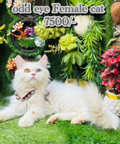 persian beautiful  cats and kitten