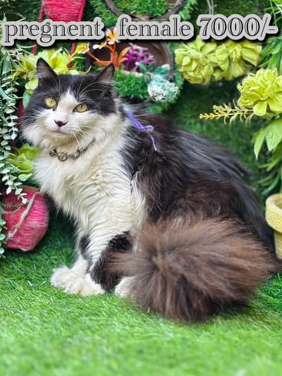 persian beautiful  cats and kitten