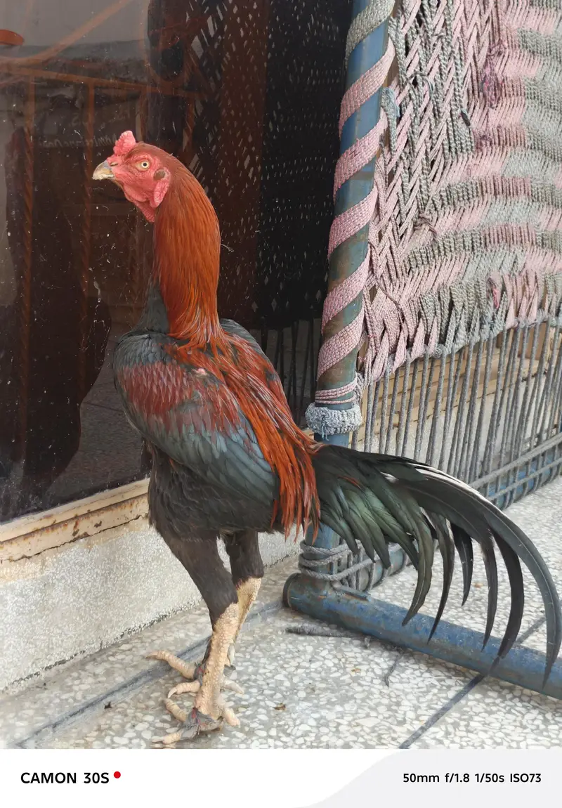 aseel Thai and burni — photo 2