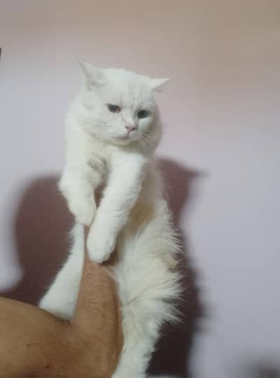 Odd eyes Persian breeder male