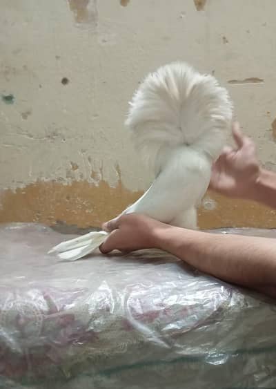 white Jaccobin Pair