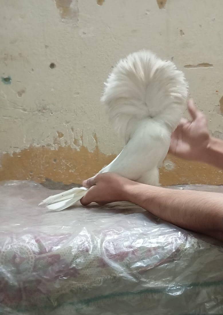 white Jaccobin Pair 0