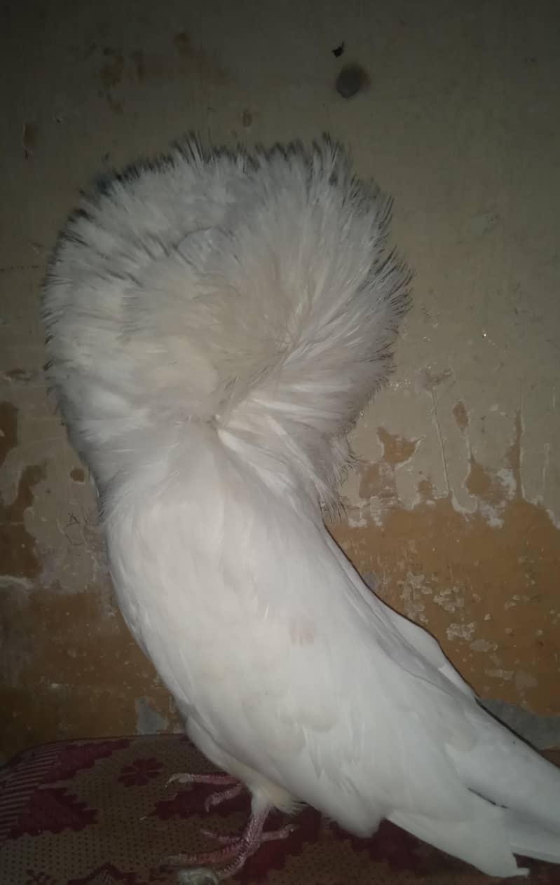 white Jaccobin Pair 1