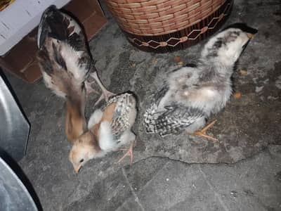 Active chick's hain
