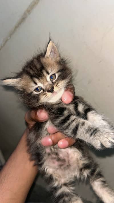 Persian cat for sale